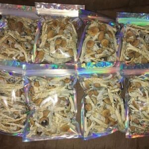 Liberty Cap magic mushroom.