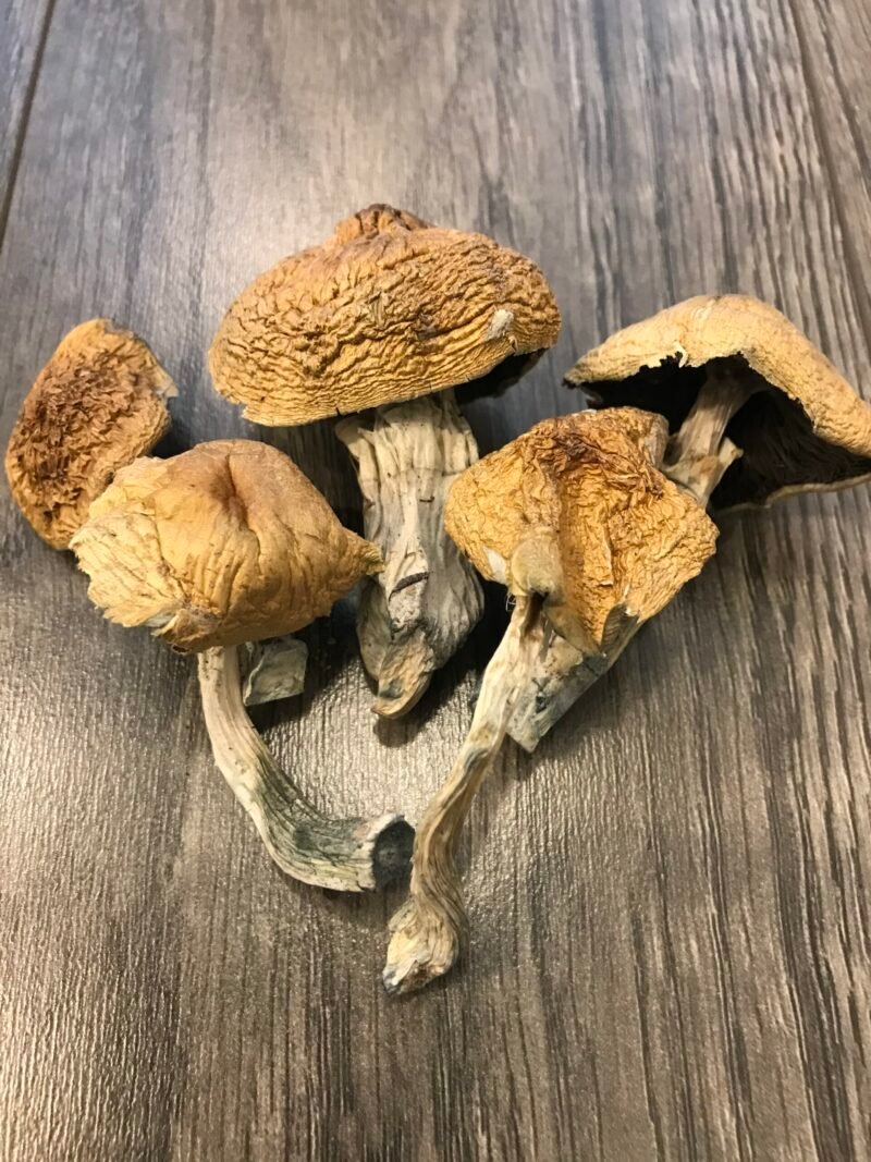 Alacabenzi Cubensis Magic Mushroom