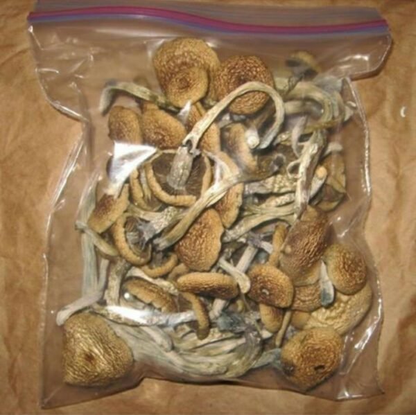 Golden Teacher Magic Mushroom.