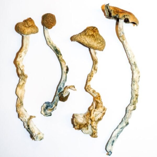 Mazatec Strain magic mushroom.