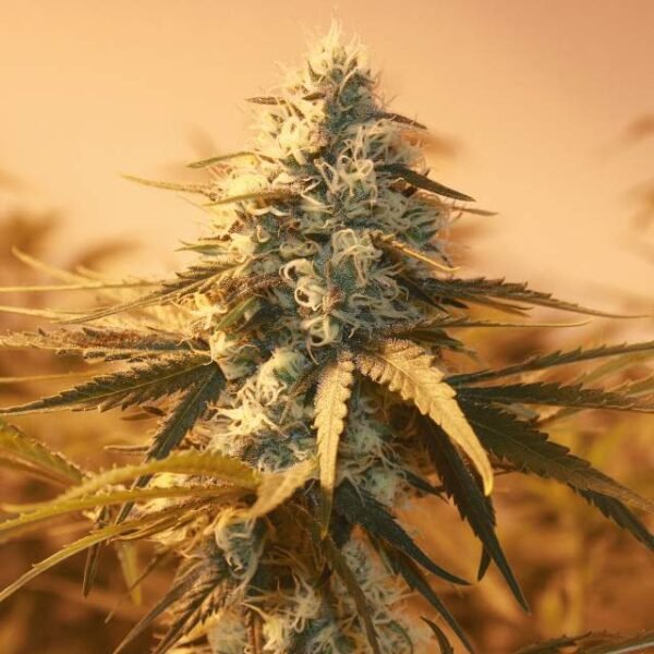 AK-48 seeds