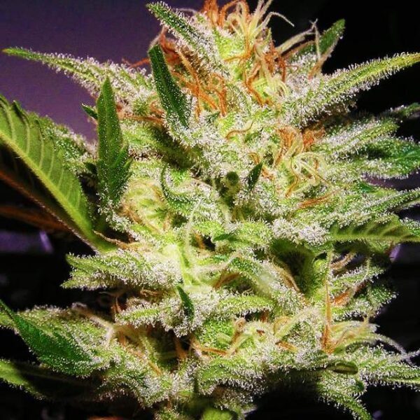 Amnesia Haze Autoflower seeds