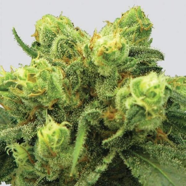 Big Bud seeds