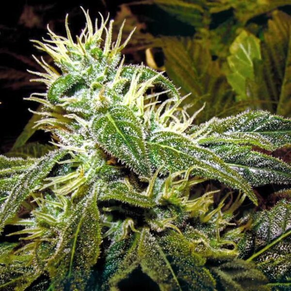 Black Domina seeds