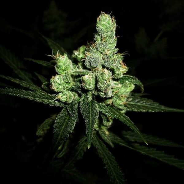 Blue Cheese Autoflower seeds