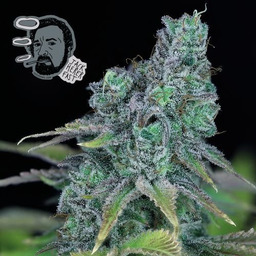 Jack Herer FAST Feminised Seeds