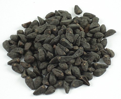 Morning Glory Seeds