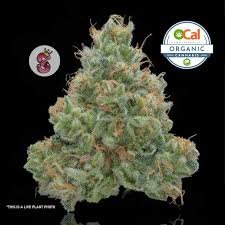 White Widow #11